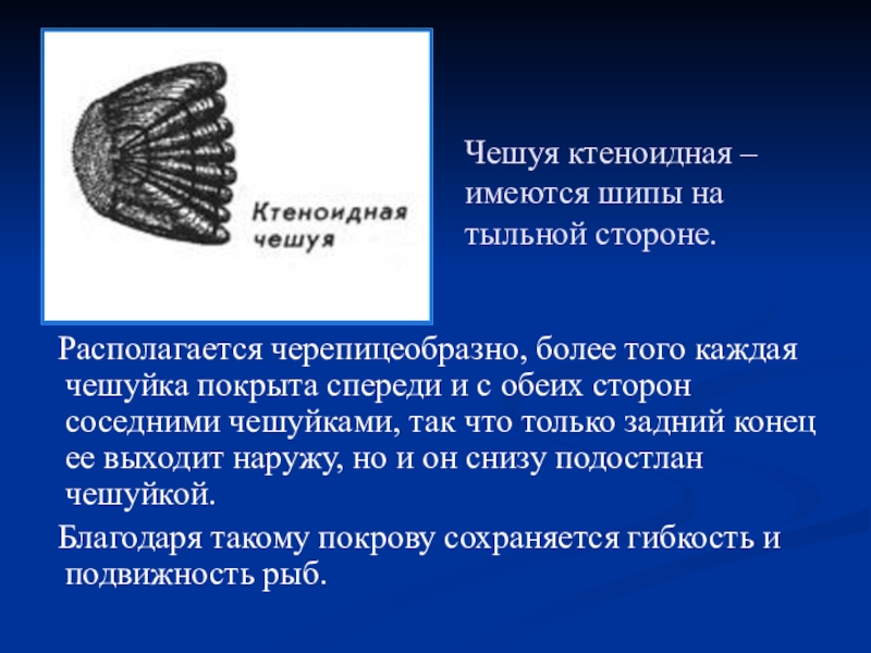 Две пары крыльев покрыты чешуйками