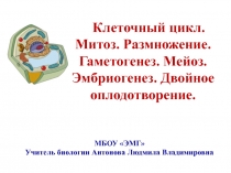 Презентация по биологии на тему Клеточный цикл. Митоз. Размножение. Гаметогенез. Мейоз. Эмбриогенез. Двойное оплодотворение (11 класс)