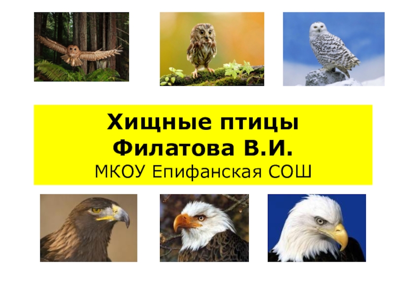 Презентация Презентация по биологии на тему Хишные птицы