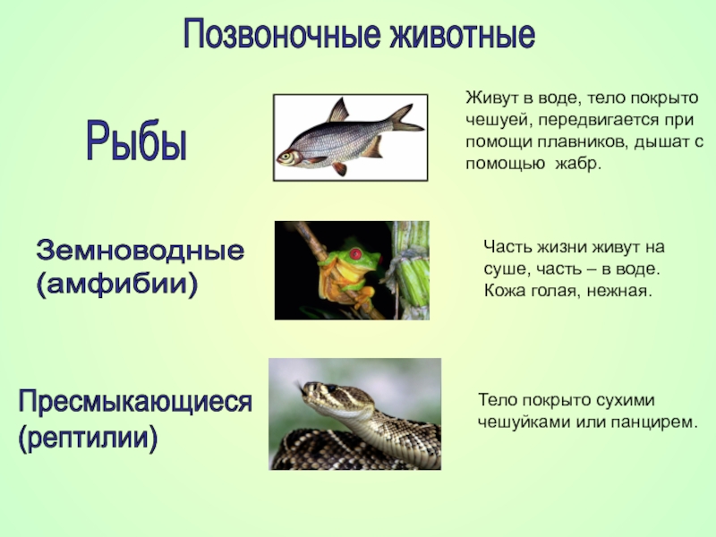 Назовите черты строения древней группы рыб. Позвоночные рыбы. Класс позвоночных животных рыба. Класс земноводные класс пресмыкающиеся. Земноводные животные 3 класс.