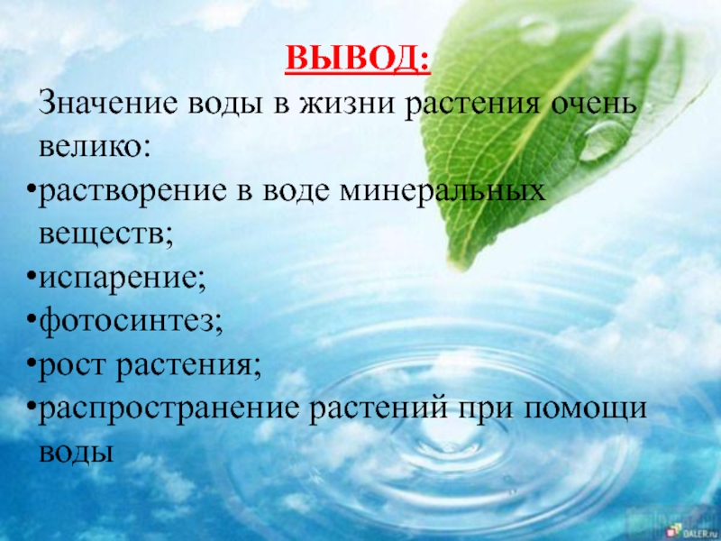 В чем заключается роль воды. Роль воды в жизни растений. Значение воды в жизни растений. Значение воды для растений. Важность воды для растений.