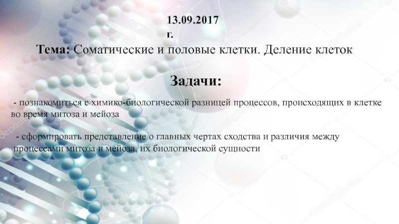 Сколько половых клеток в соматических клетках. Соматические и половые клетки. Половые и соматические клетки отличия. Соматические и половые клетки деление клеток. Сходства и различия соматических клеток и половых.