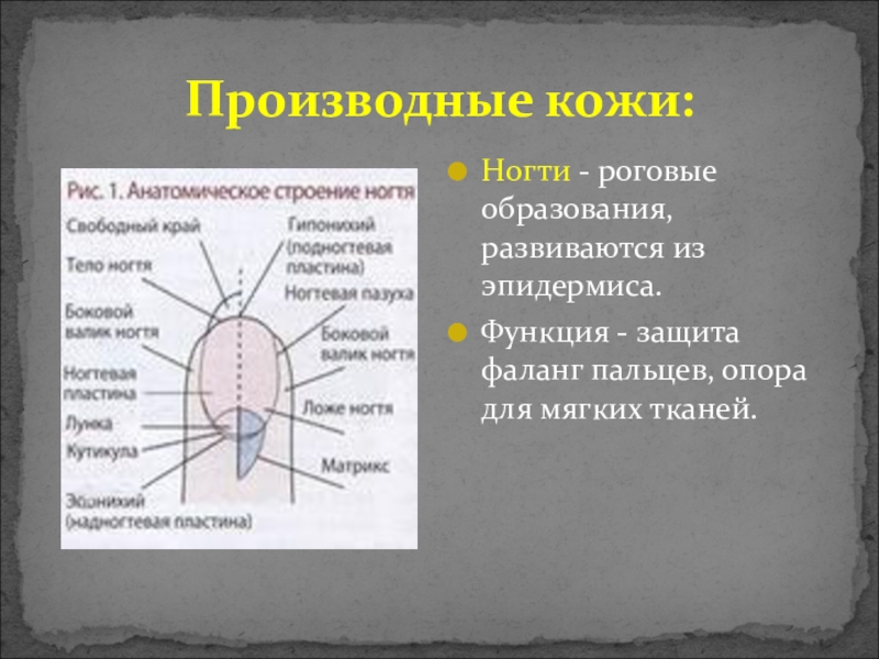 Ногти и волосы как производные кожи