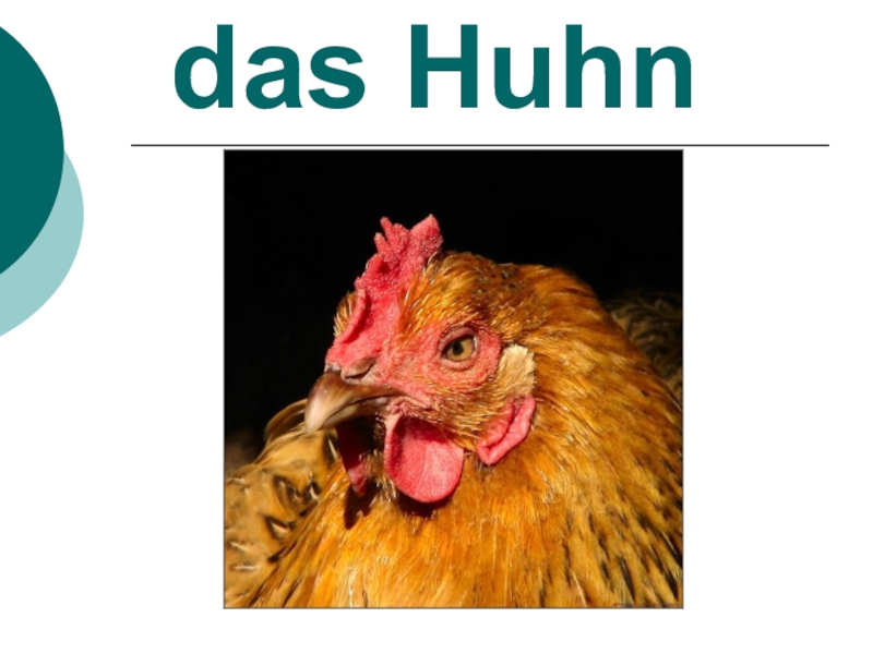 das Huhn. 