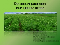 Презентация по биологии Организм растения как единое целое, 6 класс