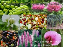 Презентация по биологии Семейство мотыльковые (бобовые)