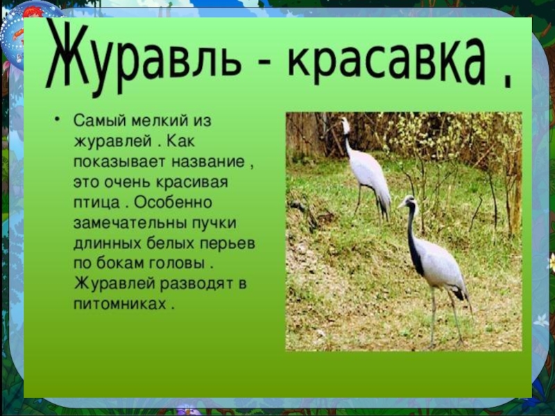 Почему белый журавль. Журавль красавка красная книга. Красная книга России журавль красавка. Журавль кросавка занесён в красную книгу?. Рассказ о Журавле Красавке.