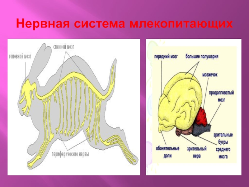 Нервная система и органы чувств млекопитающих. Схема строения нервной системы млекопитающих. Нервная система млекопитающих. Ненрвная системмамлекопитающих. Нервная система млекоп.