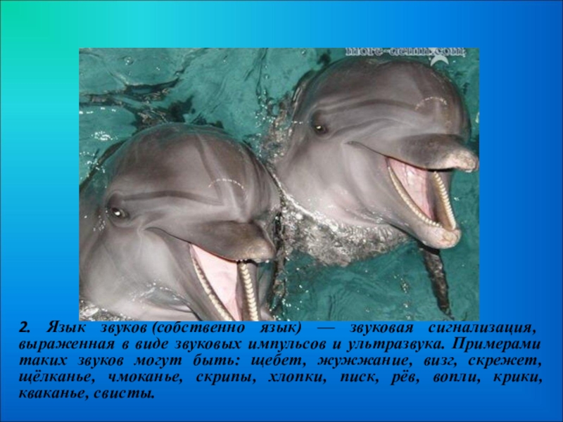 Дельфин какой звук. Презентация на тему дельфины. Дельфины проект. Доклад про дельфинов. Проект про дельфина.