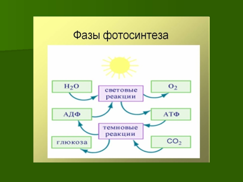 Вопросы по фотосинтезу 6 класс. Фотосинтез схема. Световая и темновая фаза фотосинтеза. Схема процесса фотосинтеза. Схема реакции фотосинтеза.