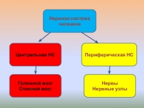 Презентация по биологии на тему Спинной мозг (8 класс)