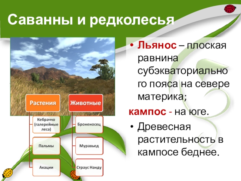 Какую территорию южной америки занимает льянос