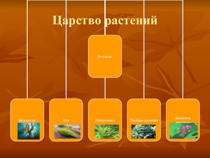 Представители царства растений. Царство растений. Царство растений презентация. Группы царства растений.