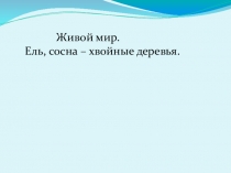 Ель, сосна- хвойные деревья