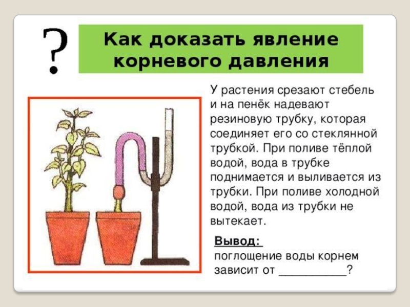В изображенном на рисунке опыте тюльпан. Опыт Корневое давление 6 класс биология. Корневое давление у растений. Опыт доказывающий наличие корневого давления. Опыт корневого давления растений.