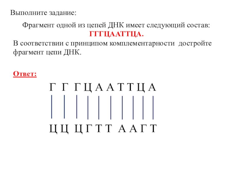 Фрагмент цепи. Фрагмент одной цепи ДНК имеет следующий состав. ДНК 1 цепь ц г г г т т а г т а ДНК 2 цепь. Цепочка ДНК по принципу комплементарности. Первая цепочка ДНК.