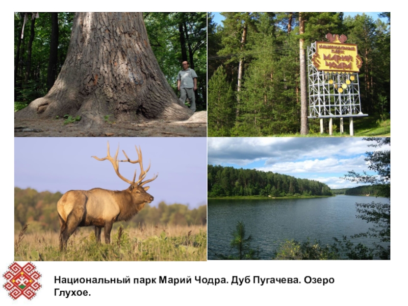 Презентация марий чодра