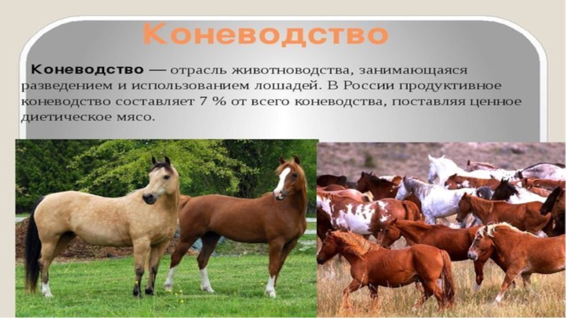 Презентация про коневодство