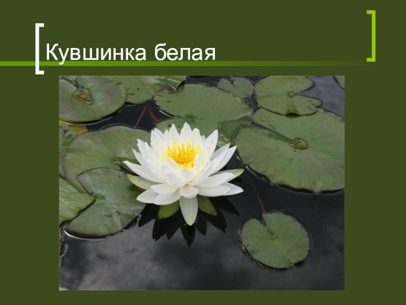 Кувшинка белая текст. Кувшинка белая текст. Кувшинка белая текст. Кувшинка белая текст. Кувшинка белая описание.