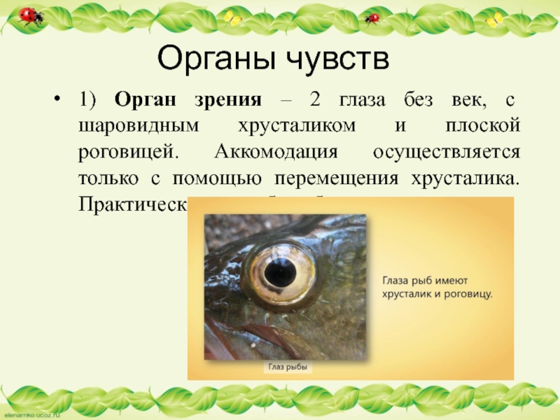 Органы чувств1) Орган зрения – 2 глаза без век, с шаровидным хрусталиком и плоской роговицей. Аккомодация осуществляется