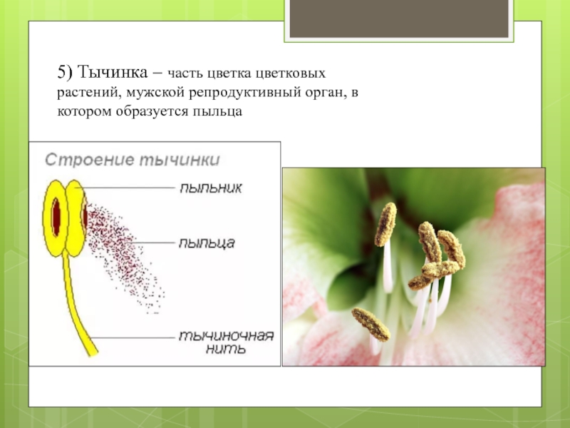 Пыльца цветковых формируется в. Репродуктивные органы покрытосеменных растений. Плод репродуктивный орган покрытосеменных. Мужской репродуктивный орган цветковых растений. Репродуктивные органы цветка.