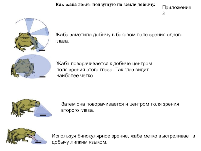 Как насаживать лягушку на крючок. Как ловить лягушек. Наживка лягушка для щуки. Поймал лягушку. Как поймать жабу.