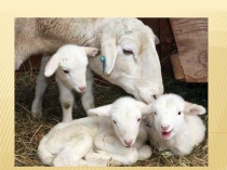 Презентация по сельскохозяйственному труду на тему Уход за козами и овцами