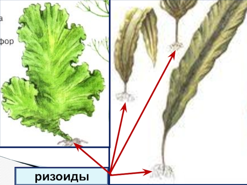Слоевище ризоиды. Ризоиды у водорослей. Порфира и Ульва. 6 Класс биология ризоиды водорослей. Ризоиды морской капусты.