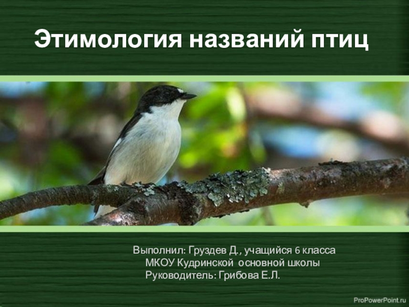 Презентация Презентация по биологии на тему Этимология названия птиц