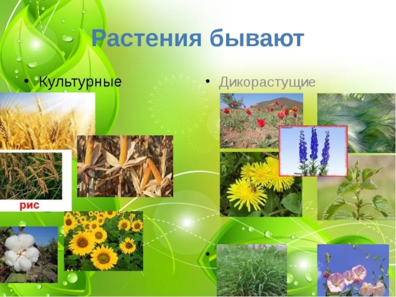 Презентация мир растений окружающий мир 3 класс. Разнообразие дикорастущих растений. Культурные растения. Разнообразие растений для детей. Культурные растения бывают.