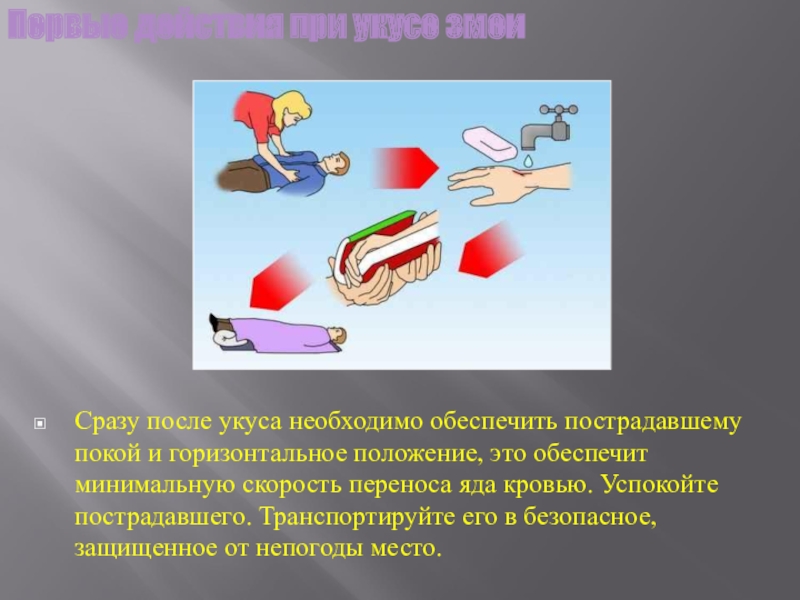 Первая помощь при укусах змей. Правила оказания первой помощи пострадавшему при укусах змей. Оказание первой помощи пострадавшему при укусе змеи. При укусах змей пострадавшие. Обеспечить покой пострадавшему.