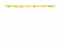Презентация Органы дыхания животных