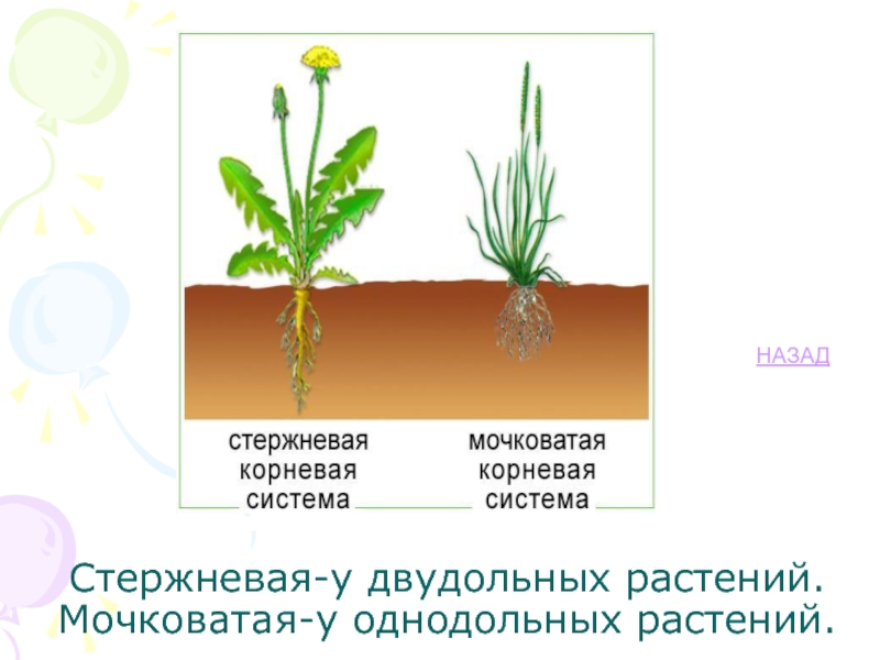 Корневая система характерная для однодольных растений