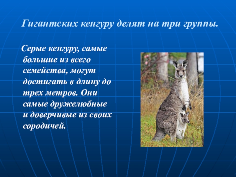 Кенгуру образование слова. Кенгуру презентация. Интересные факты о животных кенгуру. Кенгуру доклад. Кенгуру описание для детей.