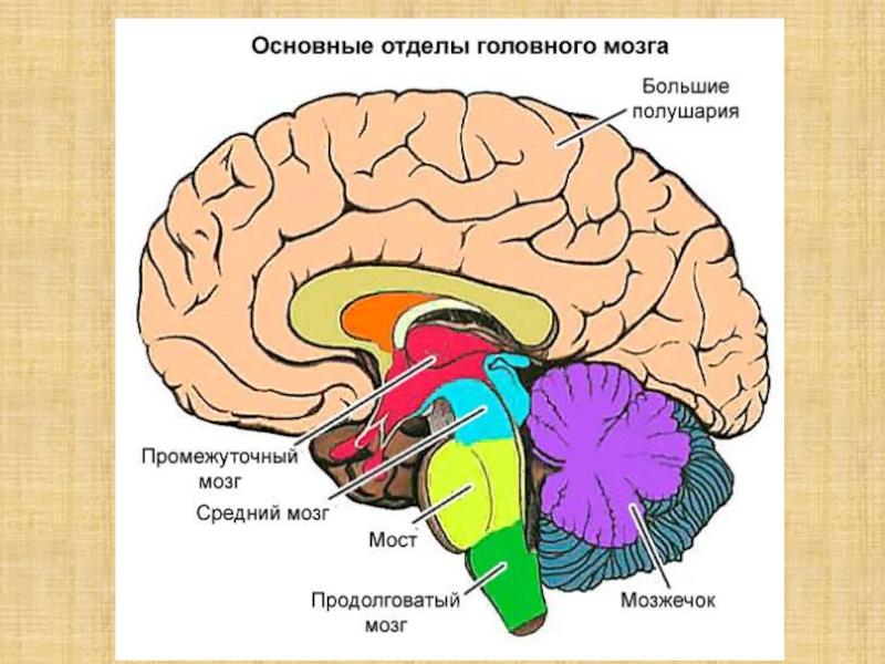 Рассмотрите рисунок с изображением мозга человека какая доля мозга окрашена голубым цветом назовите