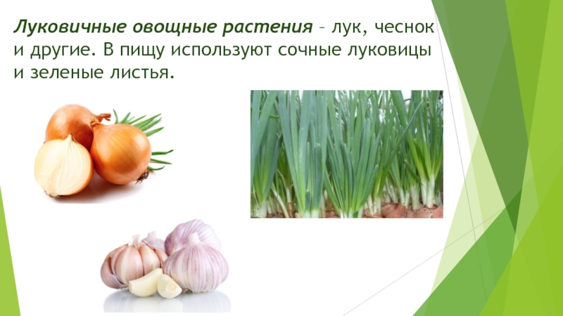 Луковичные овощные растения – лук, чеснок и другие. В пищу используют сочные луковицы и зеленые листья.