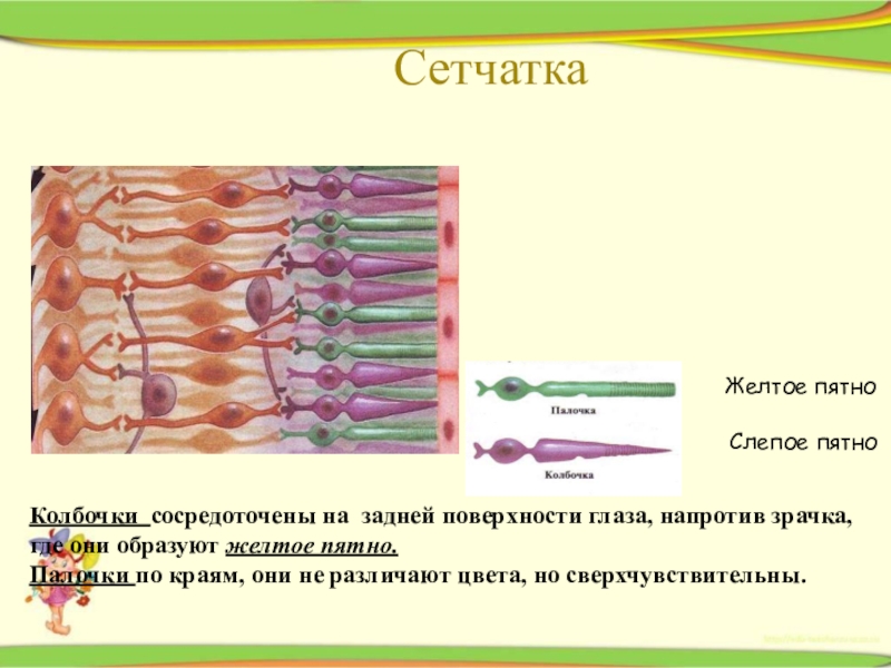 Каким является изображение дерева на сетчатке глаза