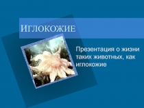 Класс Иглокожие