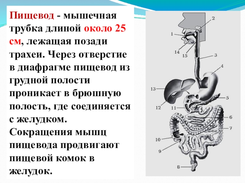 Презентация пищеварение в ротовой полости и желудке 8 класс биология презентация