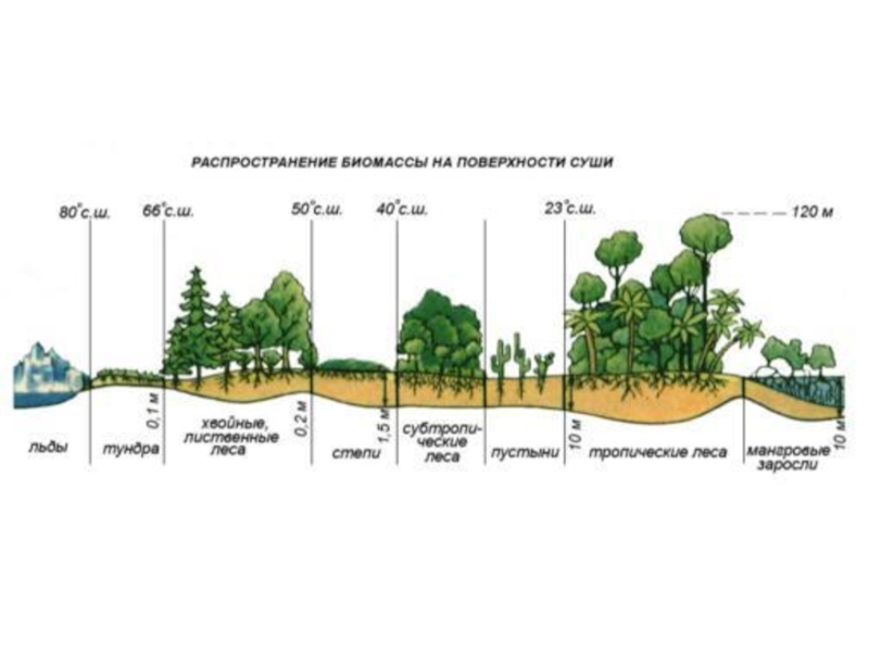 Жизнь на поверхности суши 6 класс география презентация