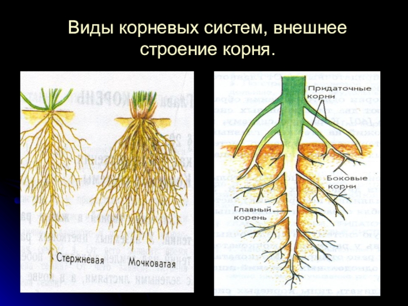 В корневой системе отсутствуют придаточные корни. Типы корневых систем у растений. Строение корневой системы. Внешний вид корня.
