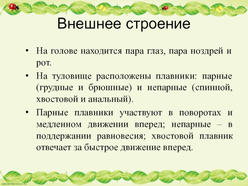 Внешнее строениеНа голове находится пара глаз, пара ноздрей и рот. На туловище расположены плавники: парные (грудные и