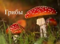 Грибы для детей 6-7 лет