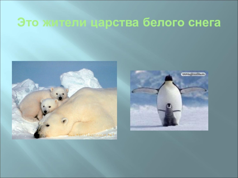 Видео где живут белые медведи 1 класс. Где живут белые медведи. Где живут белые медведи 1 класс. Где живут белые медведи 1 класс окружающий мир. Где живут белые медведи презентация 1 класс школа России презентация.