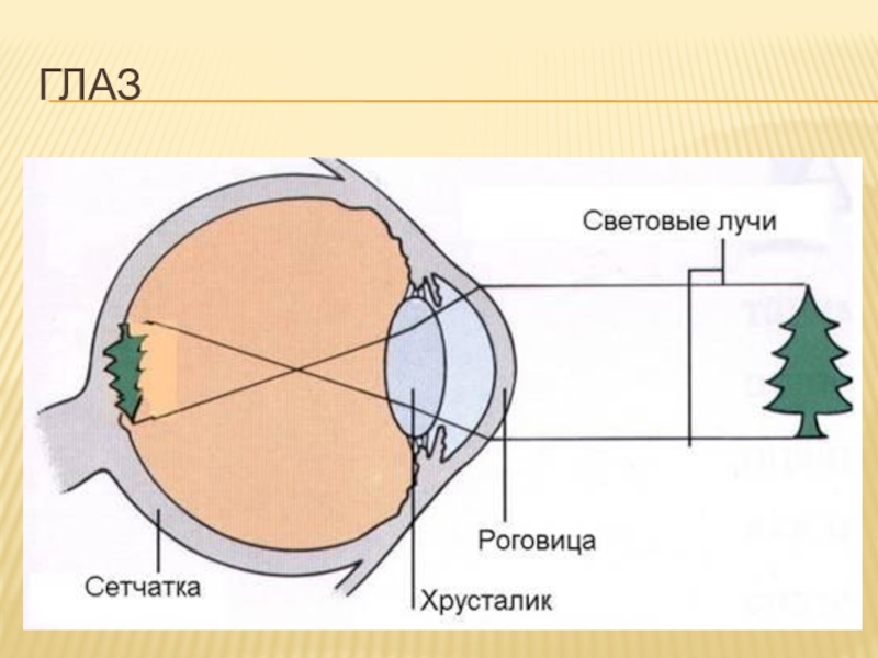 Оптическая система глаза построение изображения в глазе