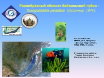 Презентация по водной экологии озера Байкал Облигатный паразит байкальской губки?