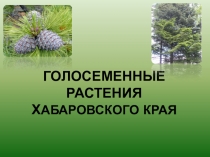 Голосеменные растения Хабаровского края