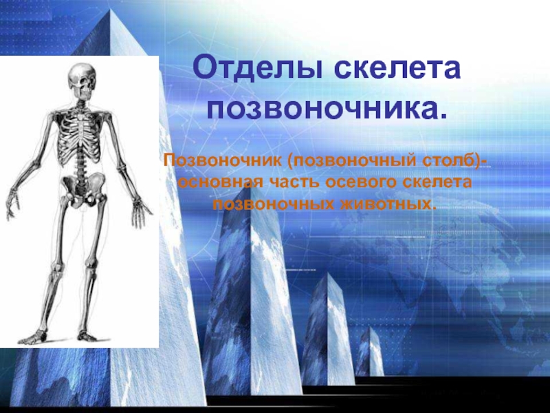 Презентация Презентация Строение скелета позвоночника