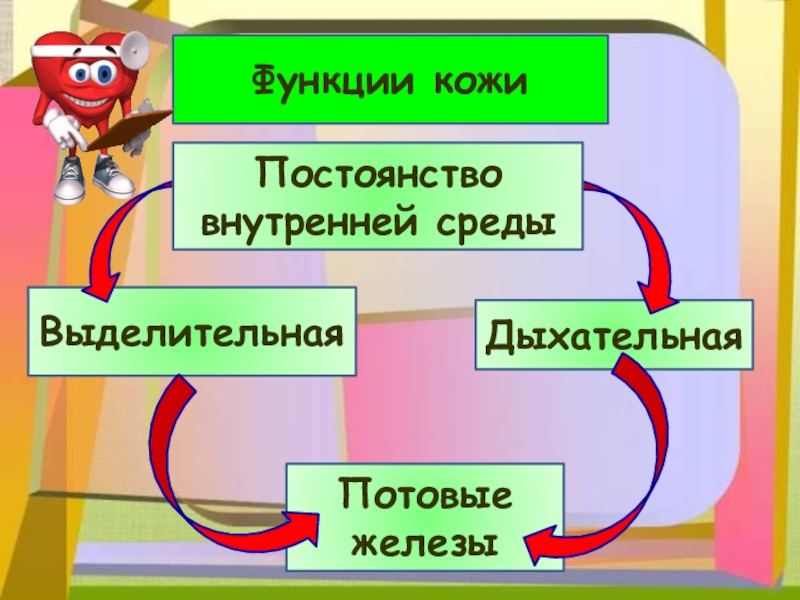 Кожа наружный покровный орган 8 класс презентация