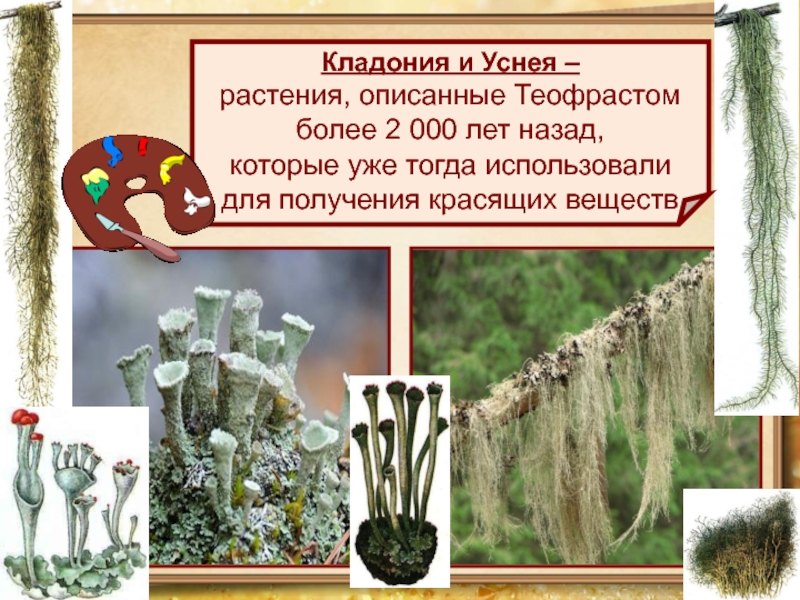 Кладония и Уснея – растения, описанные Теофрастомболее 2 000 лет назад,которые уже тогда использовали для получения красящих